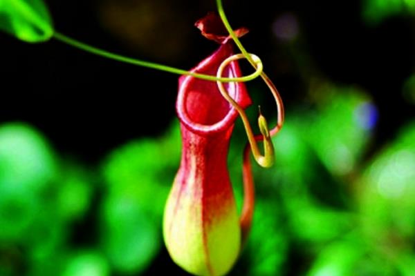 豬籠草怎么澆水(多久澆一次) 豬籠草扦插繁殖方法