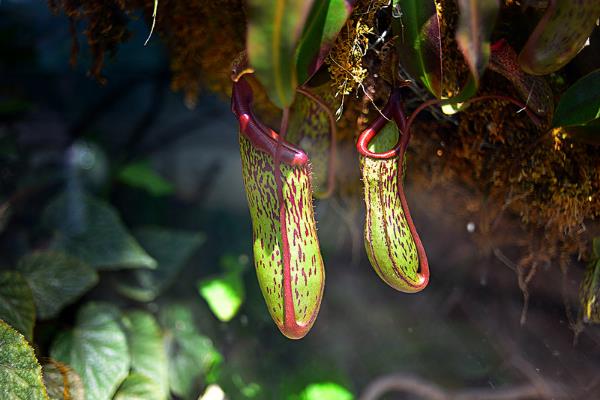 豬籠草怎么澆水(多久澆一次) 豬籠草扦插繁殖方法