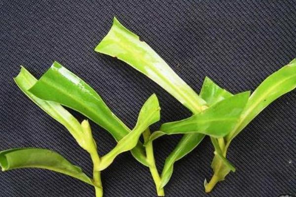 豬籠草怎么澆水(多久澆一次) 豬籠草扦插繁殖方法