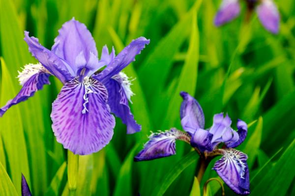 鳥尾花與鳶尾花的區(qū)別是什么 鳥尾花的養(yǎng)殖方法和注意事項