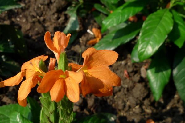 鳥尾花與鳶尾花的區(qū)別是什么 鳥尾花的養(yǎng)殖方法和注意事項