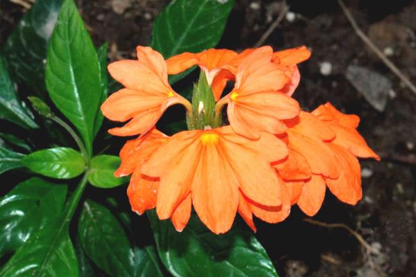 鳥尾花與鳶尾花的區(qū)別是什么 鳥尾花的養(yǎng)殖方法和注意事項