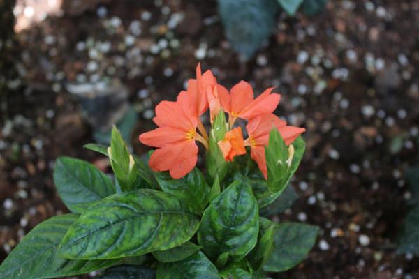 鳥尾花與鳶尾花的區(qū)別是什么 鳥尾花的養(yǎng)殖方法和注意事項