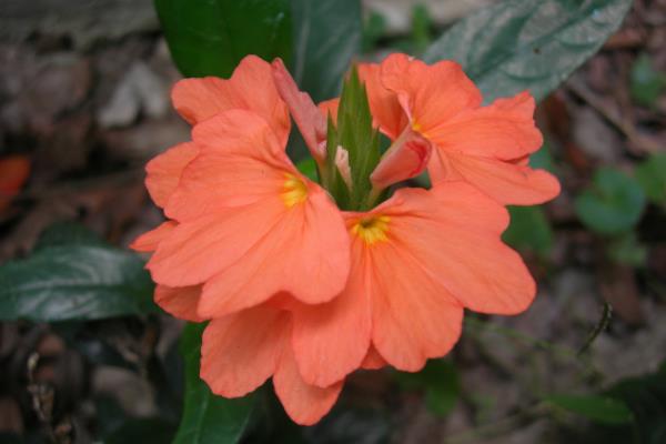 鳥尾花與鳶尾花的區(qū)別是什么 鳥尾花的養(yǎng)殖方法和注意事項