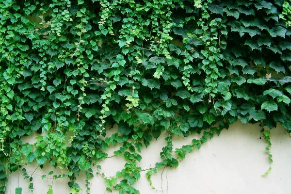 爬山虎圖片大全 爬山虎為什么叫爬山虎