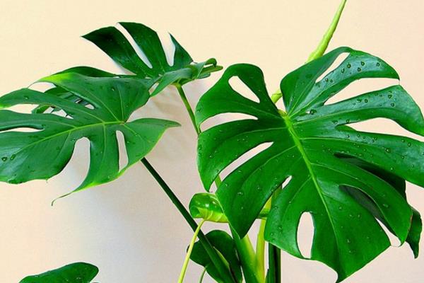 龜背竹開花嗎(幾月) 龜背竹怎么施肥