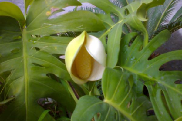 龜背竹開花嗎(幾月) 龜背竹怎么施肥