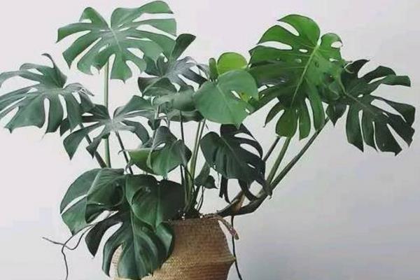 龜背竹開花嗎(幾月) 龜背竹怎么施肥