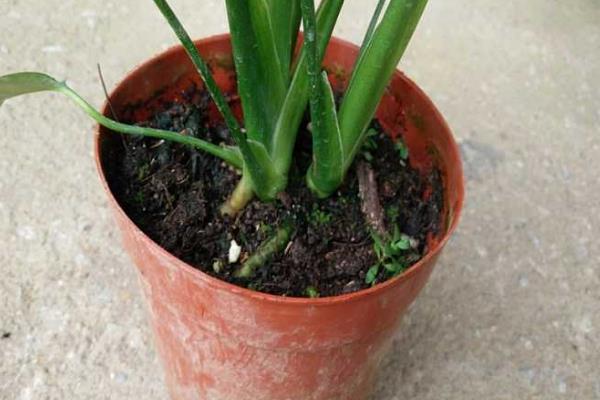 龜背竹開花嗎(幾月) 龜背竹怎么施肥