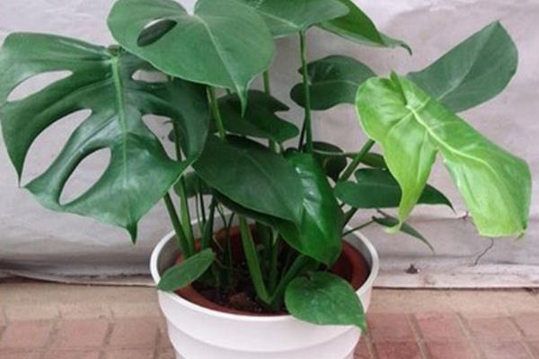 龜背竹開花嗎(幾月) 龜背竹怎么施肥