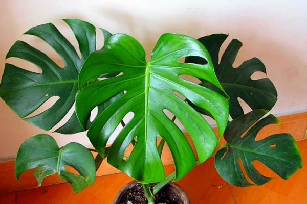 龜背竹市場價格多少錢一盆 龜背竹怎么養長的快