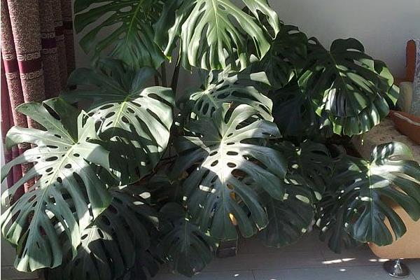 龜背竹功效與作用 龜背竹藥用價值