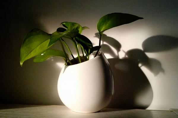 綠蘿怎么過冬 綠蘿冬季養殖注意事項