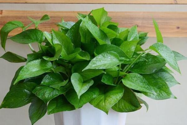 綠蘿怎么過冬 綠蘿冬季養殖注意事項