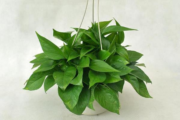 綠蘿怎么過冬 綠蘿冬季養殖注意事項