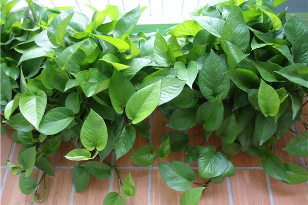 綠蘿怎么過冬 綠蘿冬季養殖注意事項
