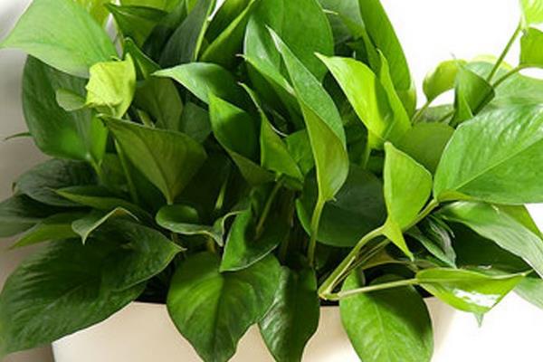 綠蘿怎么過冬 綠蘿冬季養殖注意事項