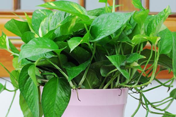 綠蘿怎么過冬 綠蘿冬季養殖注意事項
