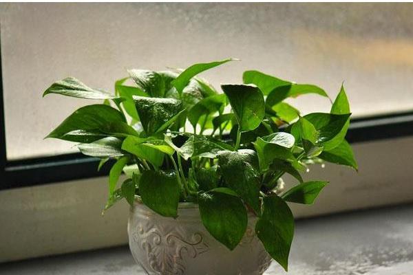 綠蘿怎么過冬 綠蘿冬季養殖注意事項