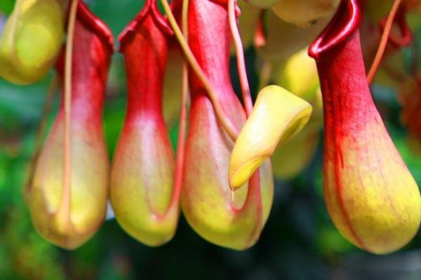 豬籠草功效與作用 豬籠草藥用價(jià)值