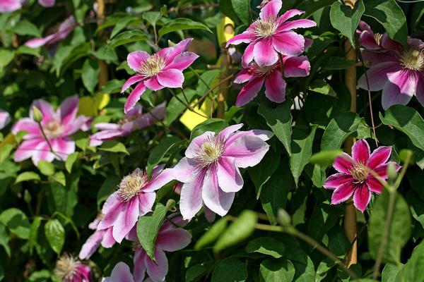 鐵線蓮一年開幾次花 鐵線蓮什么時候開花（幾月）
