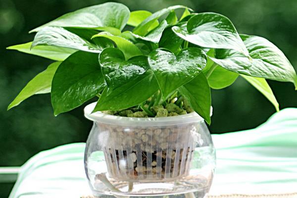 水培綠蘿用什么營養(yǎng)液 綠蘿盆栽怎么施肥