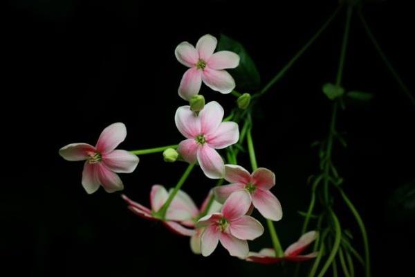 使君子市場(chǎng)價(jià)格多少錢一斤使君子種子怎么種