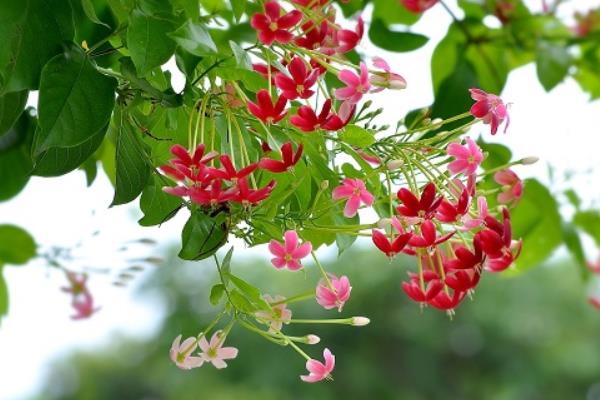 使君子市場(chǎng)價(jià)格多少錢一斤使君子種子怎么種