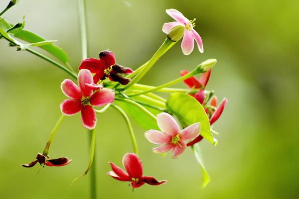 使君子市場(chǎng)價(jià)格多少錢一斤使君子種子怎么種