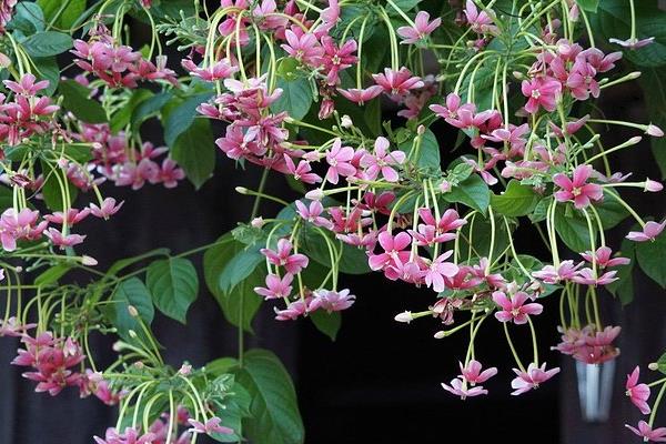 使君子市場(chǎng)價(jià)格多少錢一斤使君子種子怎么種