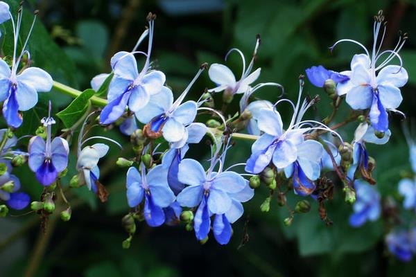 藍蝴蝶花茶的功效與作用及禁忌 藍蝴蝶花茶沖泡方法