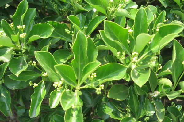 衛(wèi)矛盆景圖片大全 做盆景哪種衛(wèi)矛好