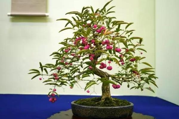 衛矛盆景圖片大全 做盆景哪種衛矛好