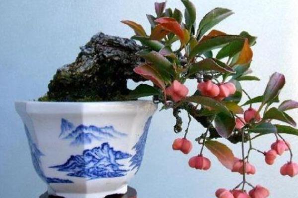 衛矛盆景圖片大全 做盆景哪種衛矛好