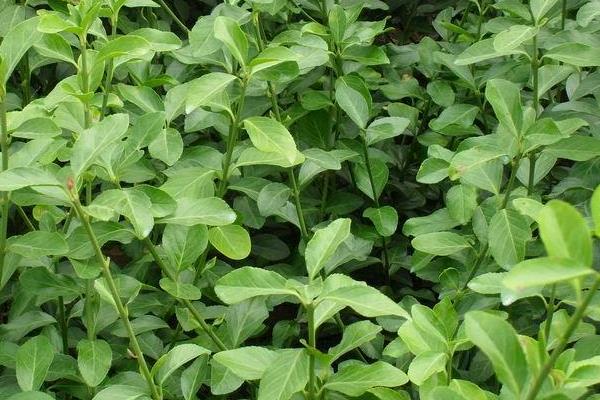 衛矛盆景圖片大全 做盆景哪種衛矛好