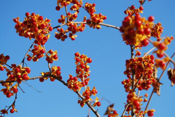 衛矛盆景圖片大全 做盆景哪種衛矛好