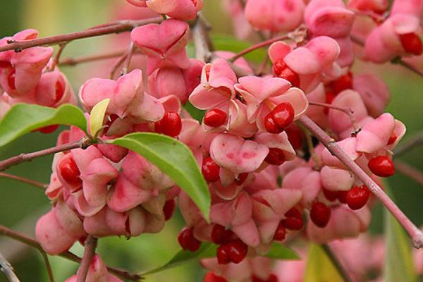 衛矛盆景圖片大全 做盆景哪種衛矛好