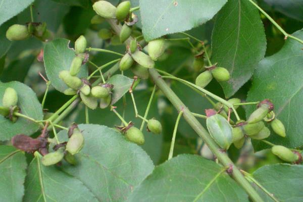 衛矛盆景圖片大全 做盆景哪種衛矛好