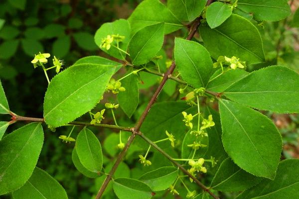 衛矛盆景圖片大全 做盆景哪種衛矛好