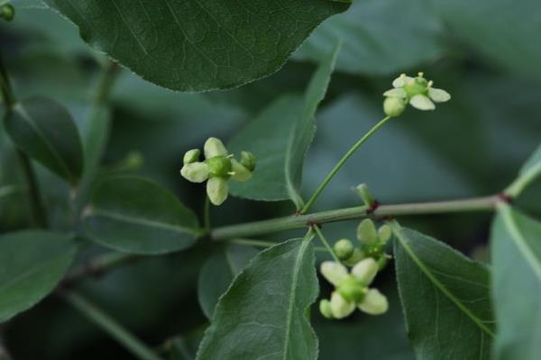 衛矛盆景圖片大全 做盆景哪種衛矛好