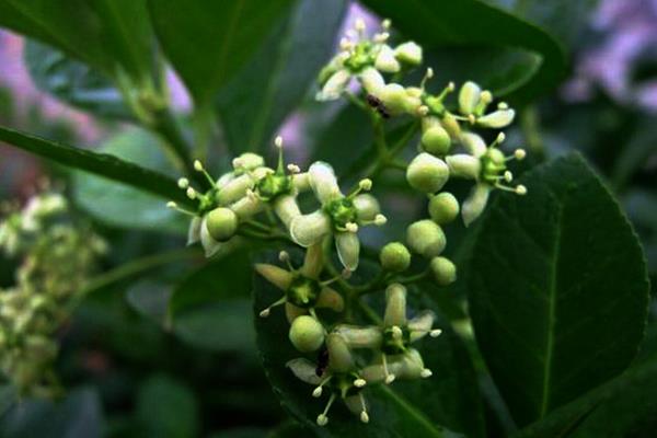 衛矛盆景圖片大全 做盆景哪種衛矛好