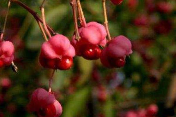 衛矛盆景圖片大全 做盆景哪種衛矛好