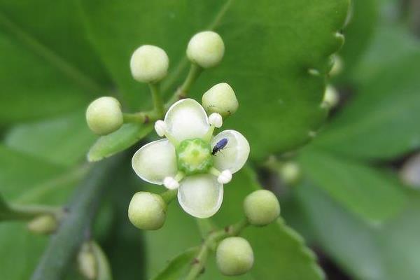 衛矛盆景圖片大全 做盆景哪種衛矛好