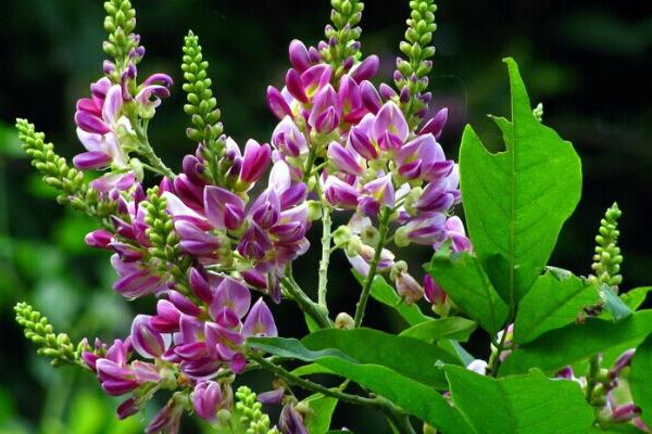 雞血藤手鐲怎么保養 雞血藤手鐲變形怎么辦