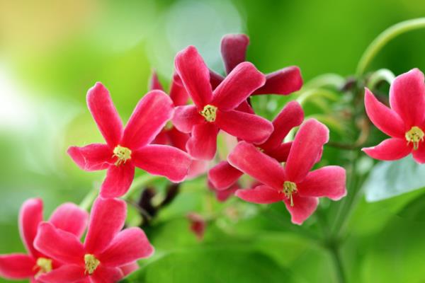 使君子市場(chǎng)價(jià)格多少錢一斤使君子種子怎么種