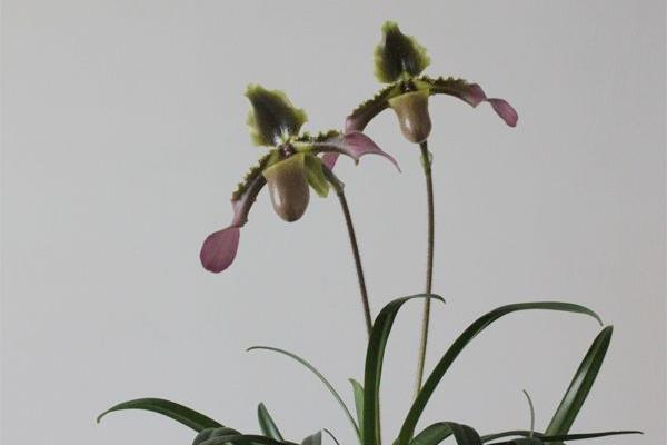 兜蘭怎么養(好養嗎) 兜蘭養殖方法與注意事項