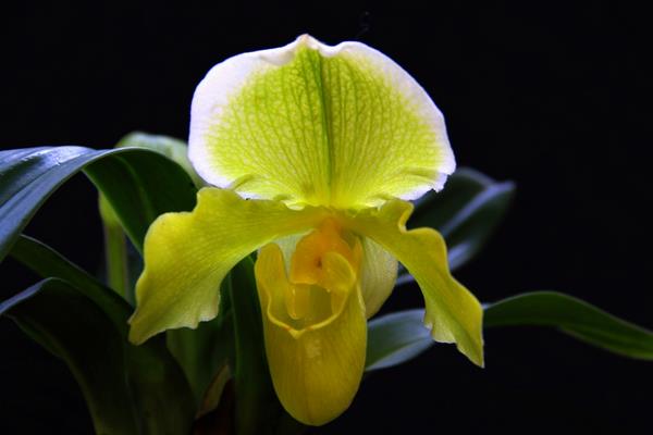 兜蘭怎么養(好養嗎) 兜蘭養殖方法與注意事項