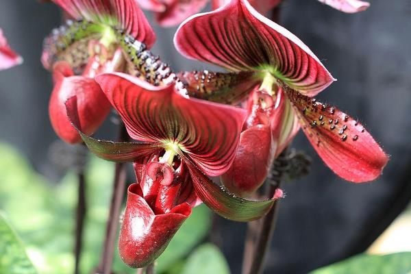 兜蘭怎么養(好養嗎) 兜蘭養殖方法與注意事項