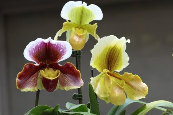 兜蘭怎么養(好養嗎) 兜蘭養殖方法與注意事項