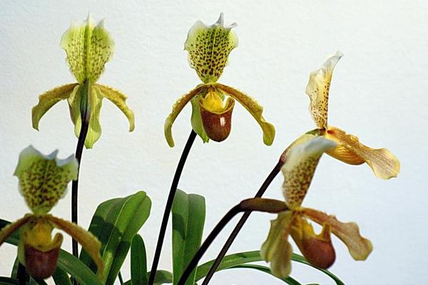 兜蘭怎么養(好養嗎) 兜蘭養殖方法與注意事項